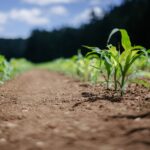 agricultura, sursa foto unsplash