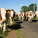 INS, raport numărul de bovine în iune 2024