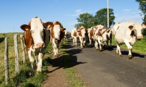 INS, raport numărul de bovine în iune 2024