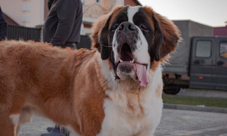 Saint Bernard sursa foto unsplash.com