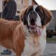 Saint Bernard sursa foto unsplash.com