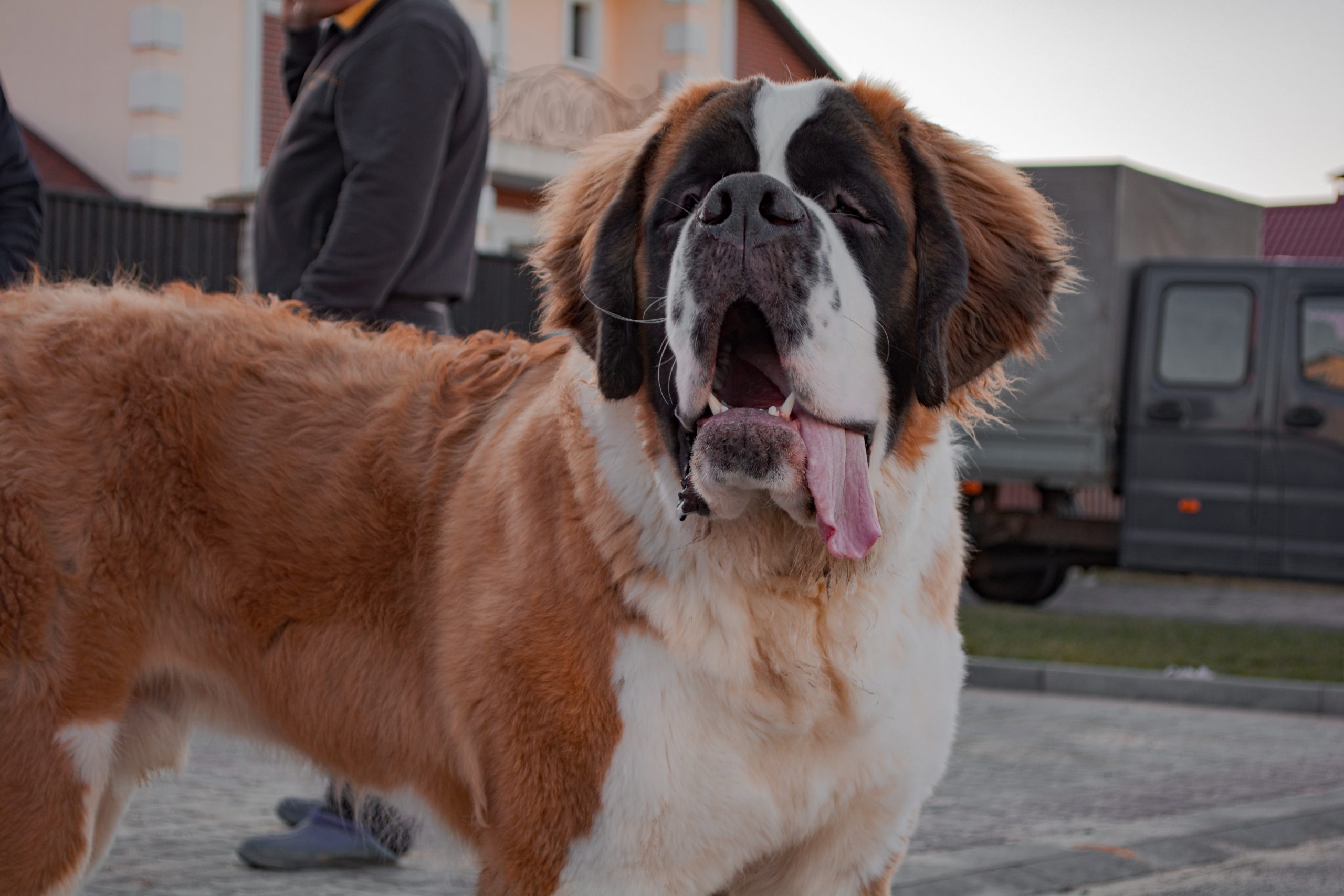 Saint Bernard sursa foto unsplash.com