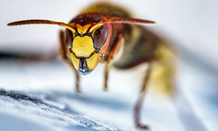 Germania: măsuri extreme de protejare a viespilor. Ești amendat cu 65.000 de euro dacă ucizi o astfel de gânganie