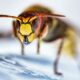 Germania: măsuri extreme de protejare a viespilor. Ești amendat cu 65.000 de euro dacă ucizi o astfel de gânganie
