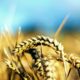 Ucraina înregistrează o creștere în producția și exportul grâului