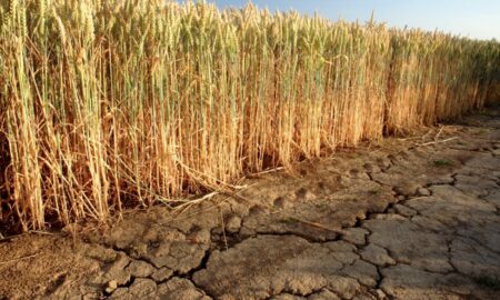seceta în culturile de grâu sursa radioromaniaresita