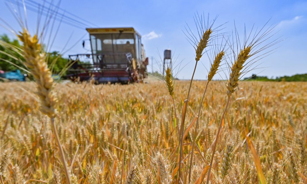 Arabia Saudită investește masiv în terenuri agricole din România și cumpără 920.000 de tone de grâu