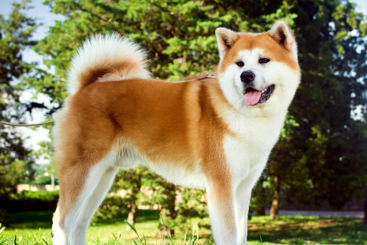 Top 10 cele mai scumpe rase de câini din lume! bani plătesc iubitorii pentru exemplarele rare –