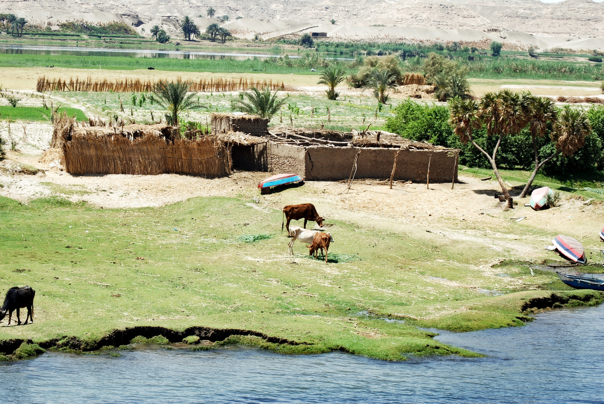 Animale la marginea Nilului Sursa foto: Dreamstime