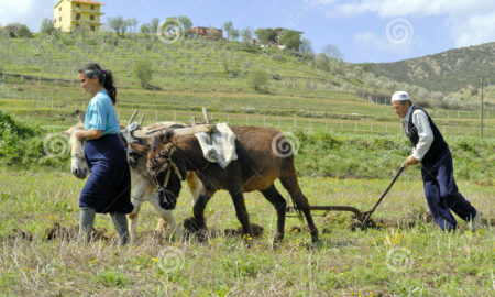 Fermieri albanezi care ară pământul; foto dreamstime.com