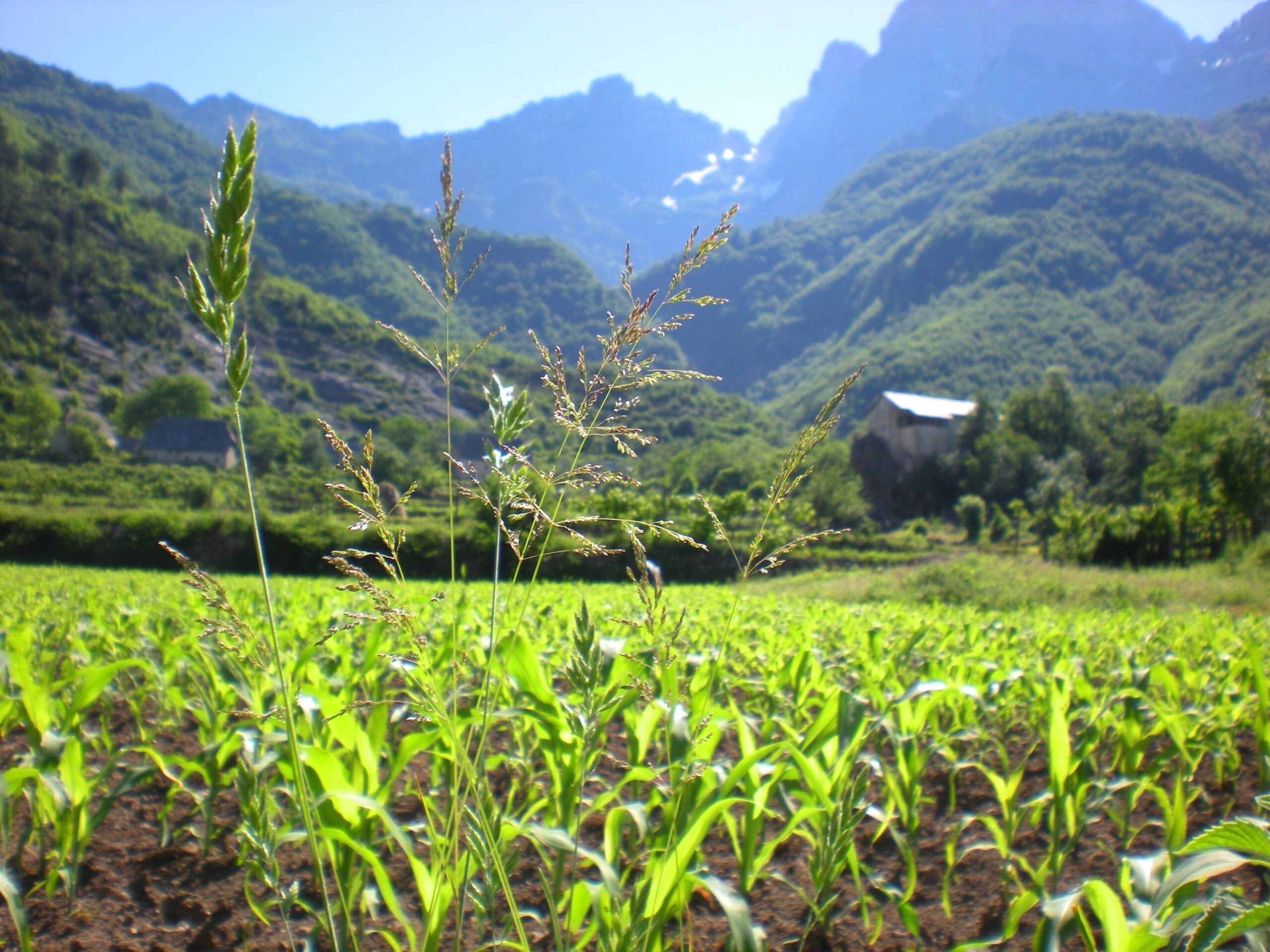 sursă foto: dreamstime.com; Vegetație naturală în ținuturile muntoase albaneze cu vederea neclară a Alpilor în fundal, Theth, Albania