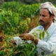 Un fermier yemenit ce colectează boabe de cafea arabica pe plantația din Taizz, Yemen (sursă foto: dreamstime)