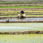 Producția de orez din Iran crește de la an la an, însă suprafețele ce pot fi cultivate sunt limitate. 75% din culturi sunt în proximitatea Mării Caspice, sursă foto dreamstime