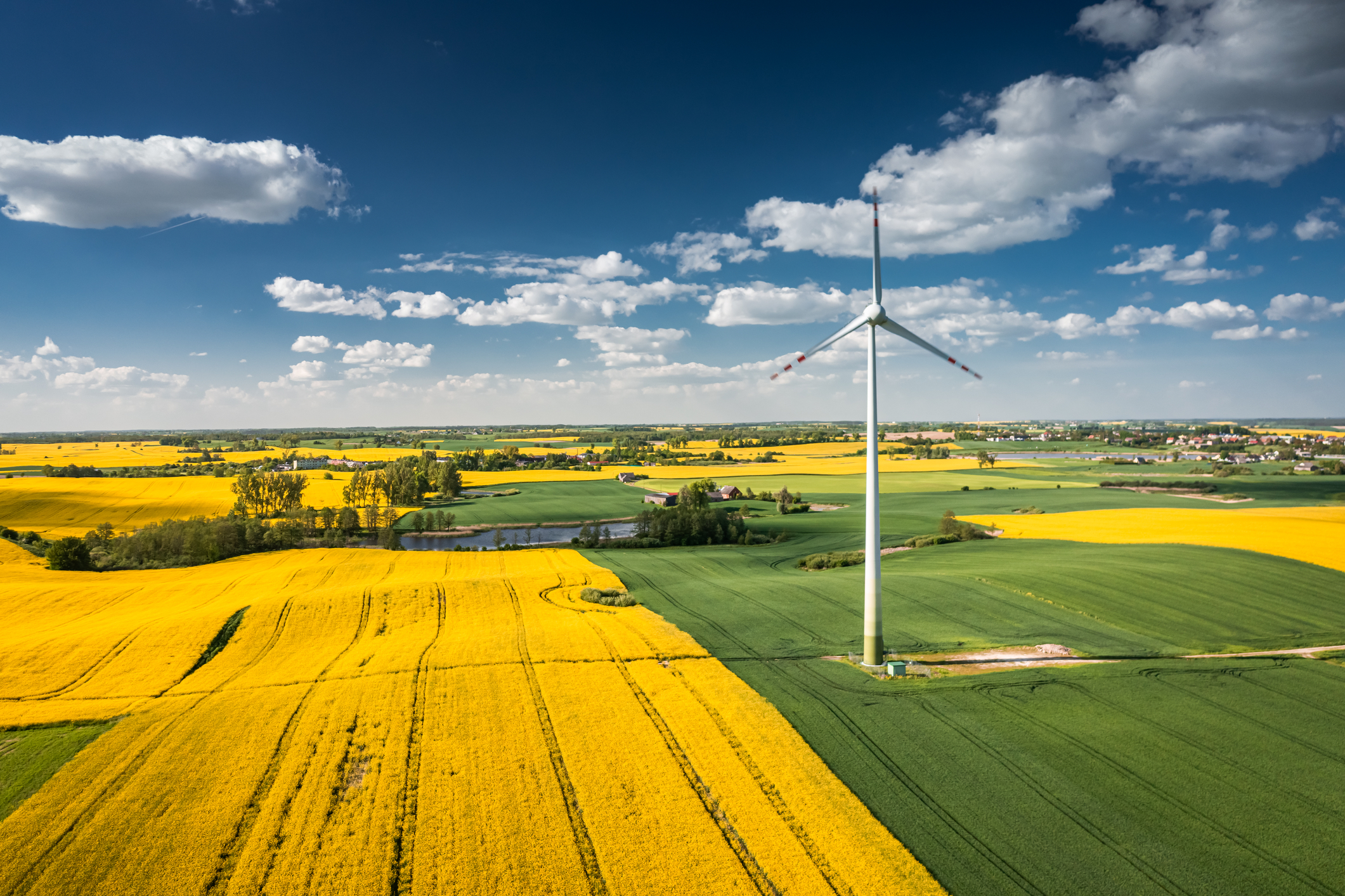 Câmp de rapiță, Polonia, Sursa foto: dreamstime.com