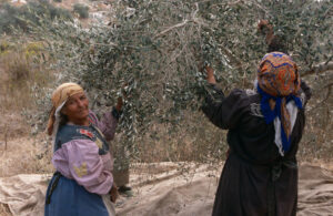 Agricultura în Palestina