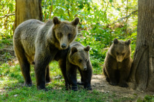 Ursi in Zarnesti, Transilvania