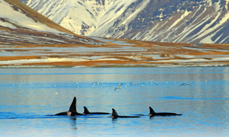 Şase dintre cele 13 specii de balene sunt pe cale de dispariție