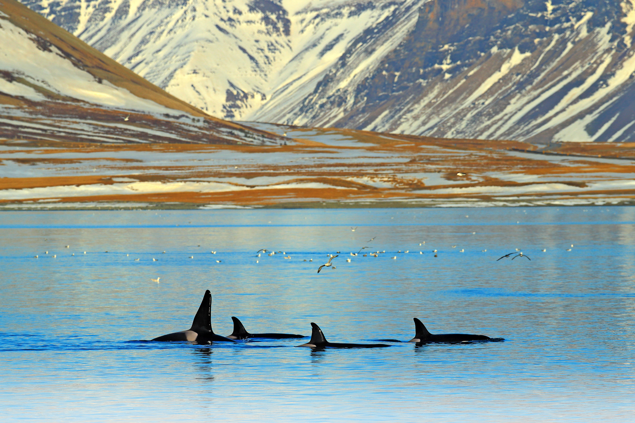 Şase dintre cele 13 specii de balene sunt pe cale de dispariție