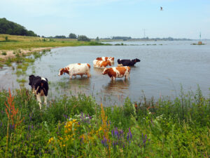 Vaci se răcoresc în râul Waal, lângă Zaltbommel, într-o zi călduroasă de vară, Olanda. Sursă foto: Dreamstime