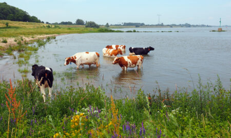 Vaci se răcoresc în râul Waal, lângă Zaltbommel, într-o zi călduroasă de vară, Olanda. Sursă foto: Dreamstime