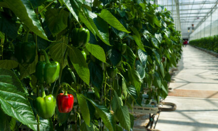 Cultivarea ardeiului gras într-o seră comercială din Klazienaveen, Țările de Jos. Sursă foto: Dreamstime