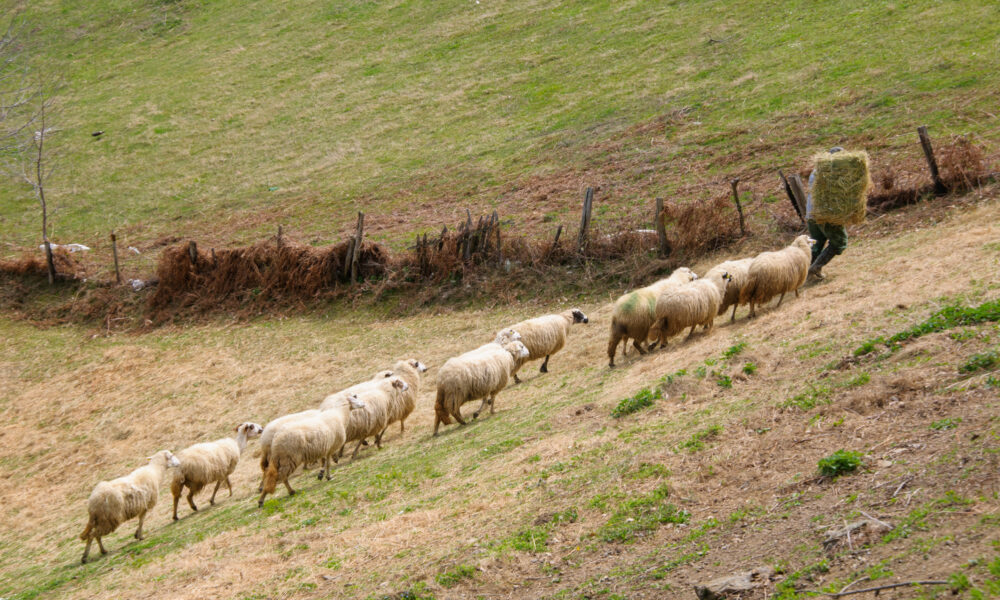 Pe ce industrie se bazează economia Serbiei? Unul dintre statele Europei între auto și agricultură