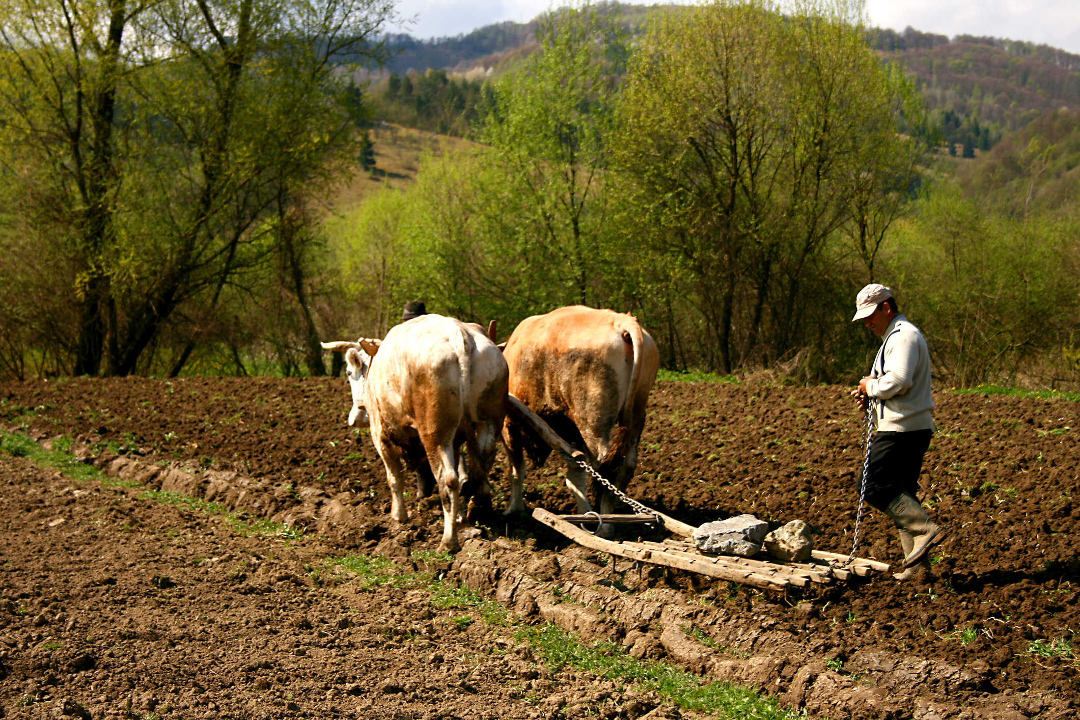 agricultura României