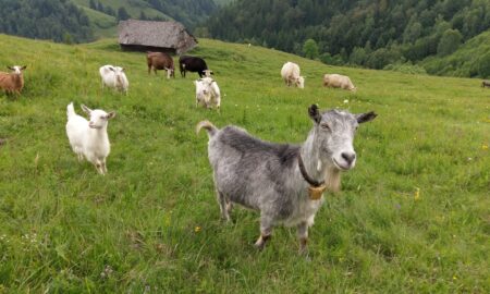 caprine la păscut