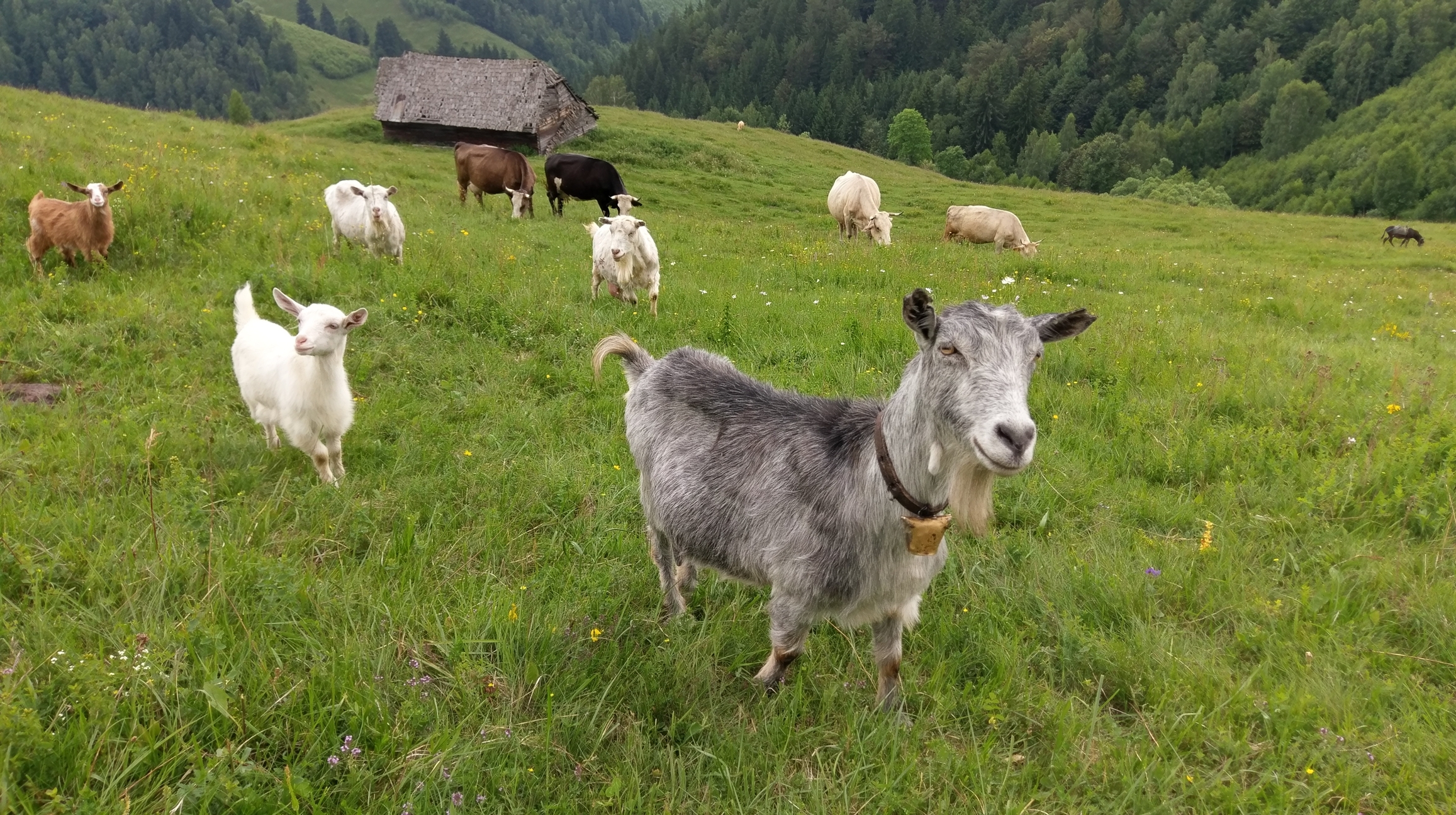 caprine la păscut