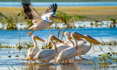 Pelicanii suny unele dintre cele mai populare specii de păsării prezent pe timpul verii în Delta Dunării (sursă foto: Dreamstime)