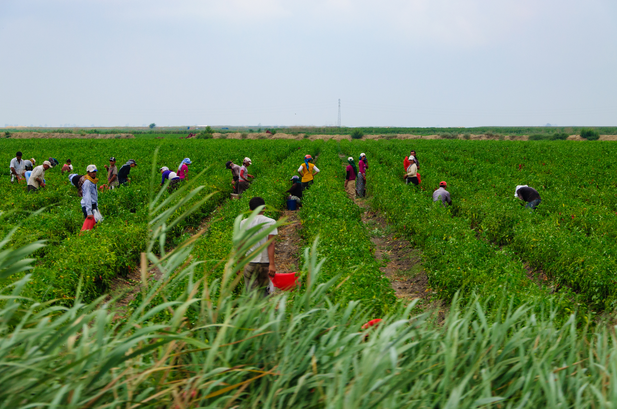 Lucrători agricoli Sursa foto dreamstime.com