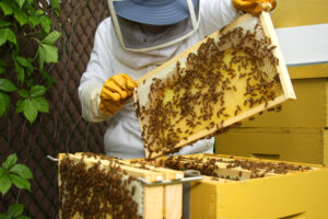 Apicultorii pot beneficia în 2024 de un ajutor de stat de 25 de lei apicultori