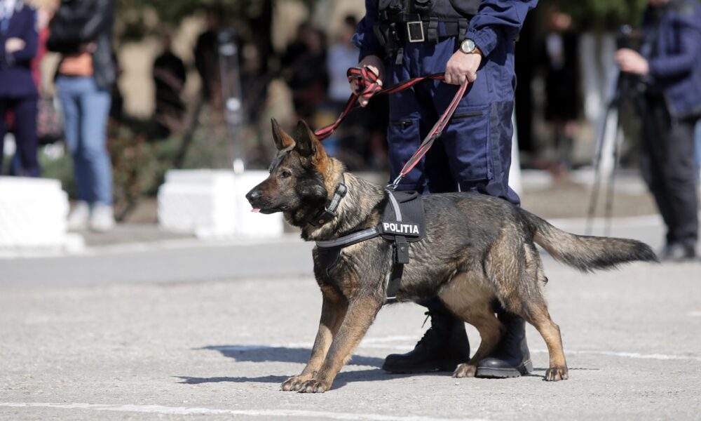 politie, sursa foto pressalert