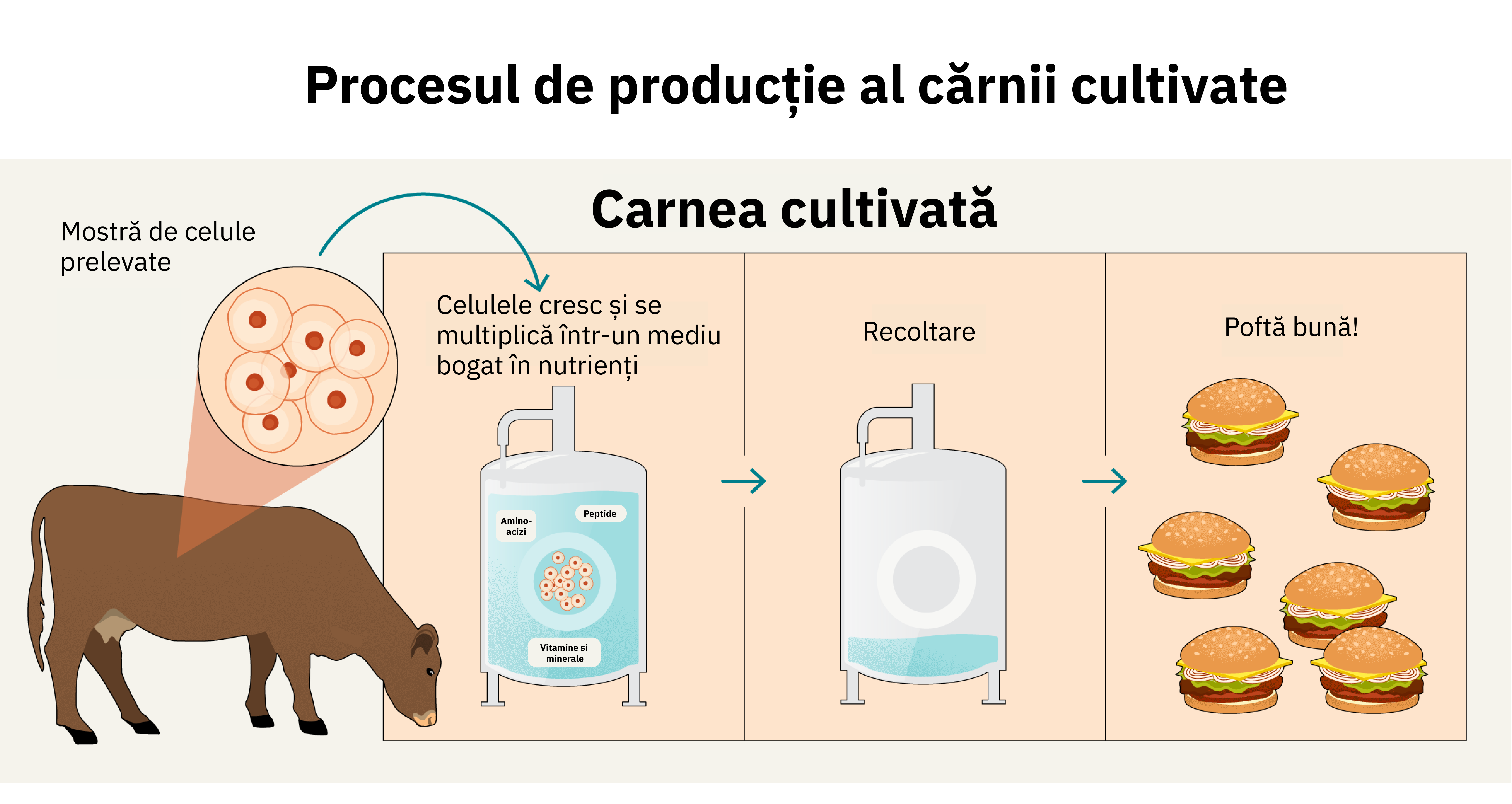 Procesul de producție al cărnii cultivate. Sursă foto: arhivă