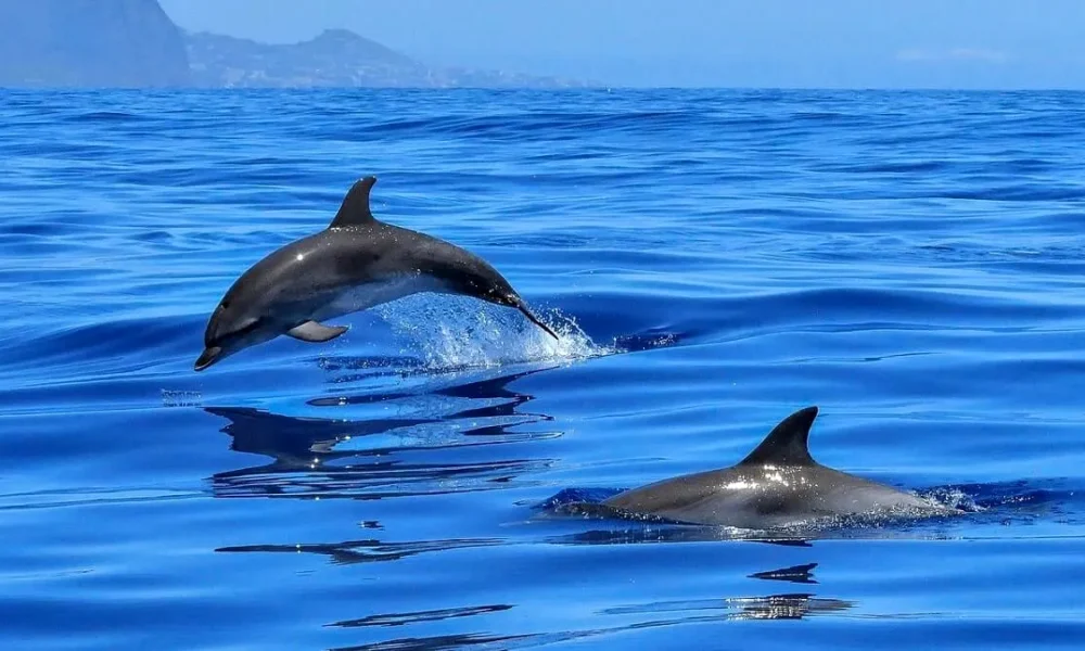 Avertismente din partea specialiștilor. Avem tot mai puțini delfini în Marea Neagră